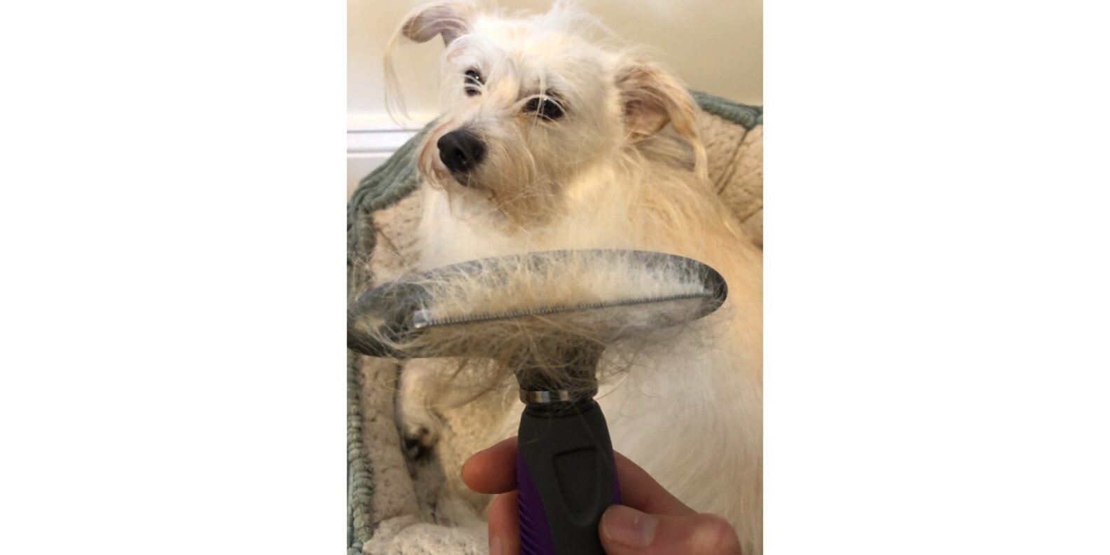 Hertzko 2in1 Comb And Deshedding Tool Reviews Does It Work? Paw of