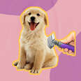 dog getting brushed