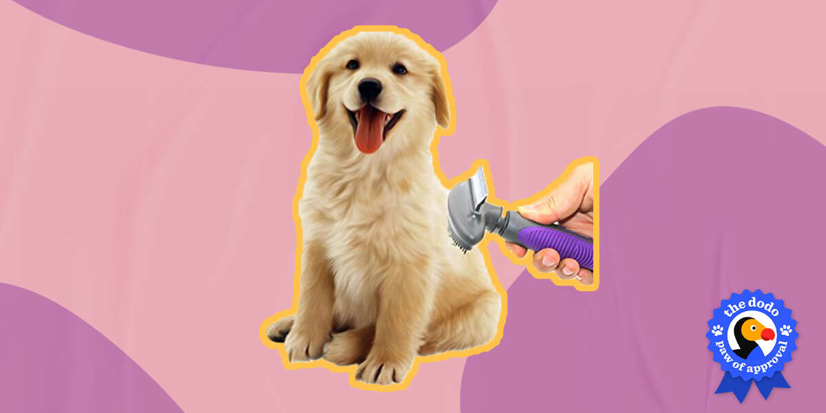 Hertzko 2in1 Comb And Deshedding Tool Reviews Does It Work? Paw of