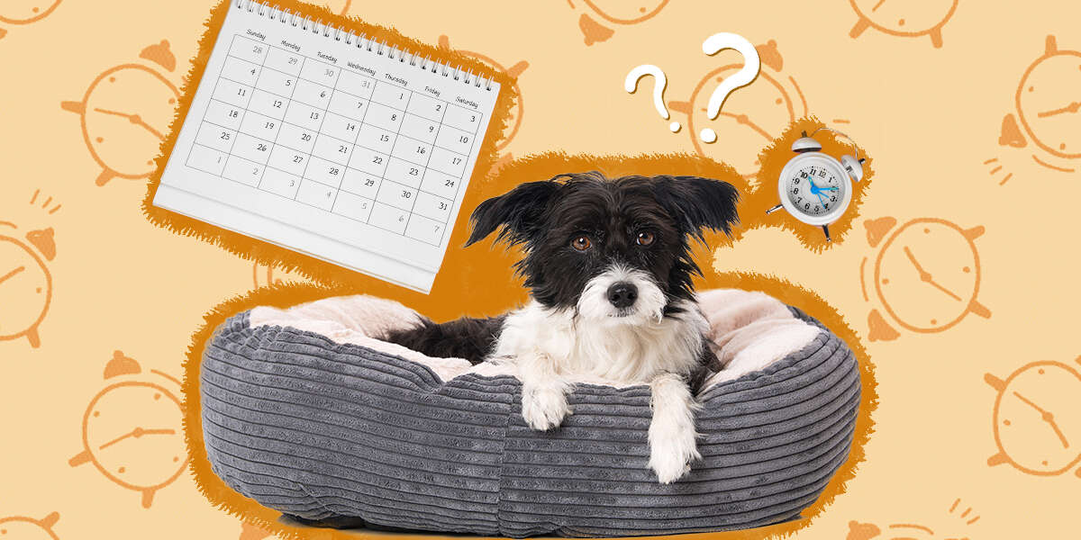 How Long After Heartworm Treatment Can Dogs Be Active? DodoWell The