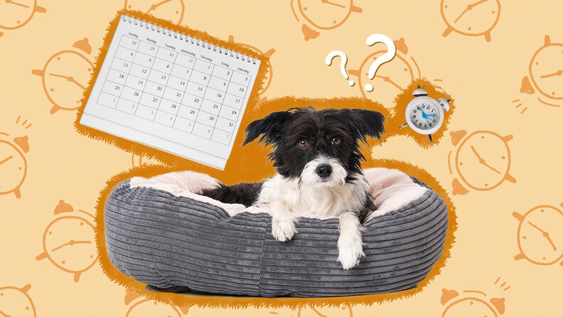 How Long After Heartworm Treatment Can Dog Be Active