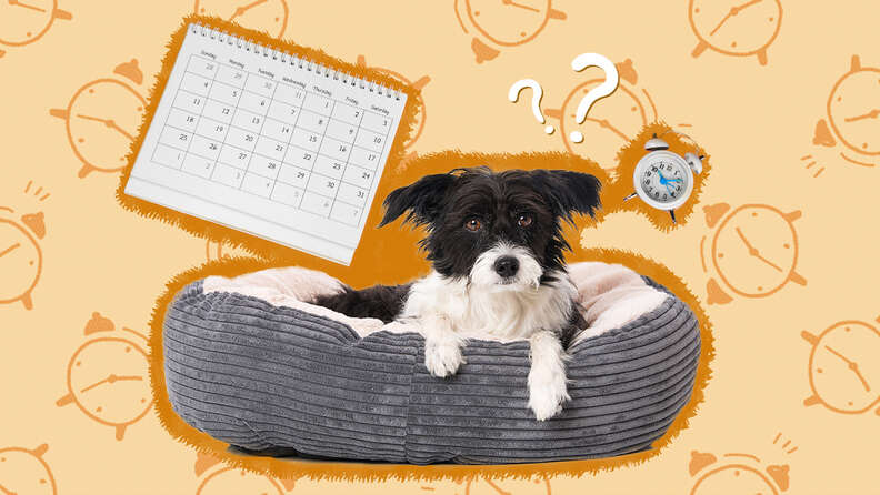 How Long After Heartworm Treatment Can Dog Be Active