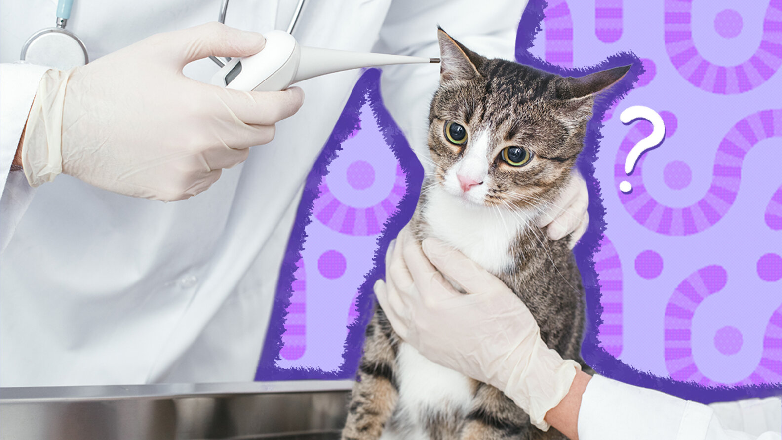 Heartworm Symptoms In Cats What To Look For, According To A Vet