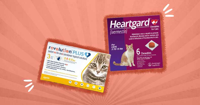 7 Best Heartworm Prevention Medicines For Cats Dodowell The Dodo 