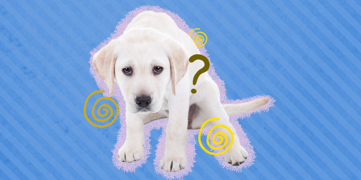 How to Tell if Your Dog Is in Pain: 12 Signs