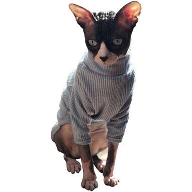 11 Best Cat Sweaters On Amazon - DodoWell - The Dodo