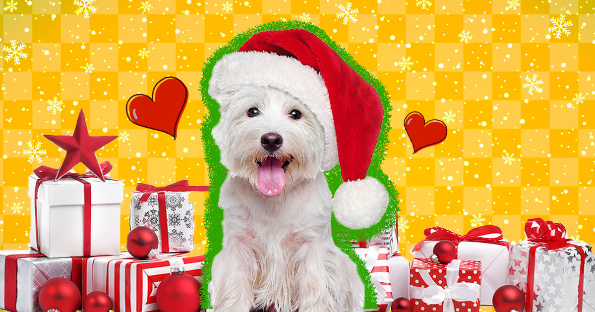 Should you give a puppy as a Christmas present?