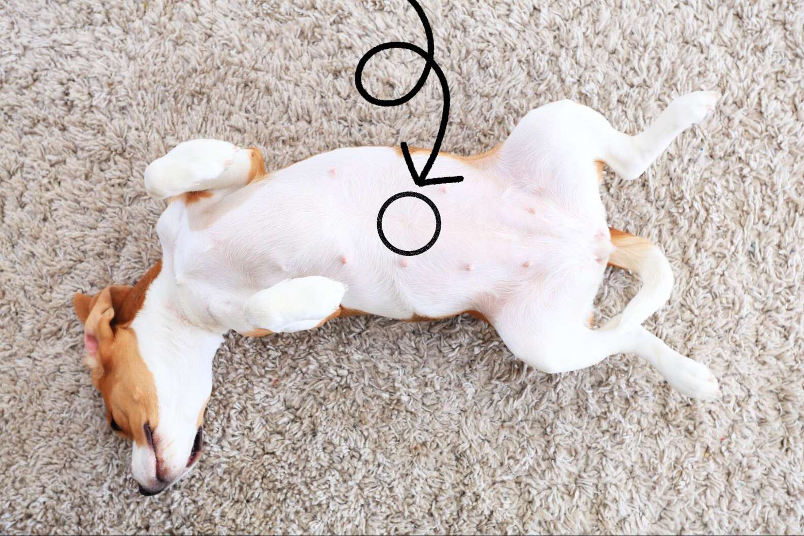 Do Dogs Have Belly Buttons Heres The Answer Dodowell The Dodo