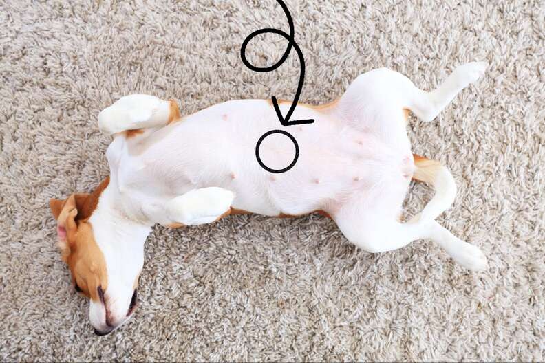 Do Dogs Have Belly Buttons Dodowell The Dodo