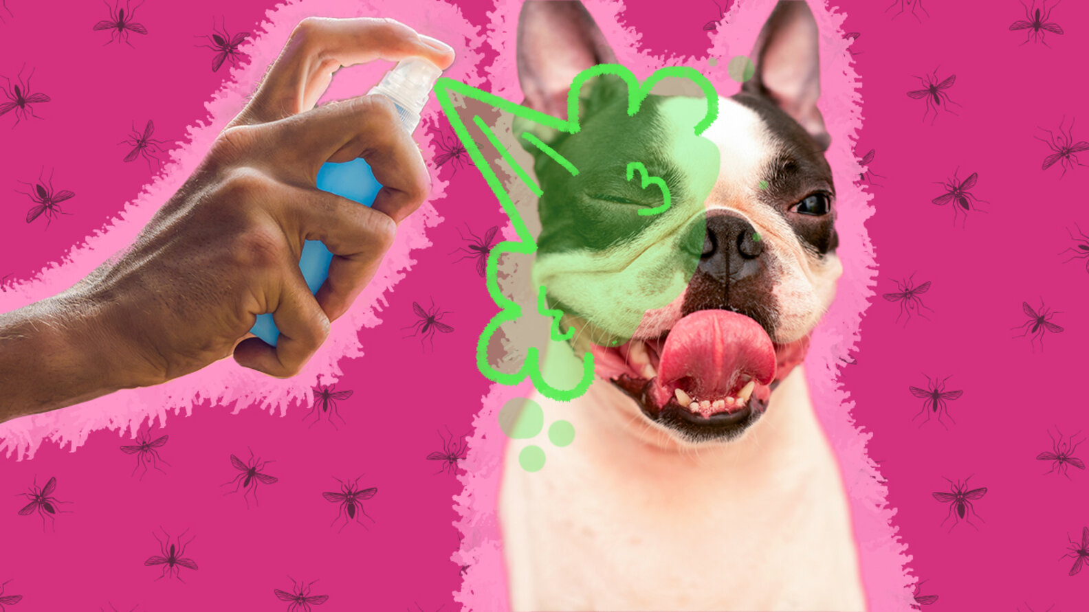 Can You Put Bug Spray On Dogs? Here’s What Vets DodoWell