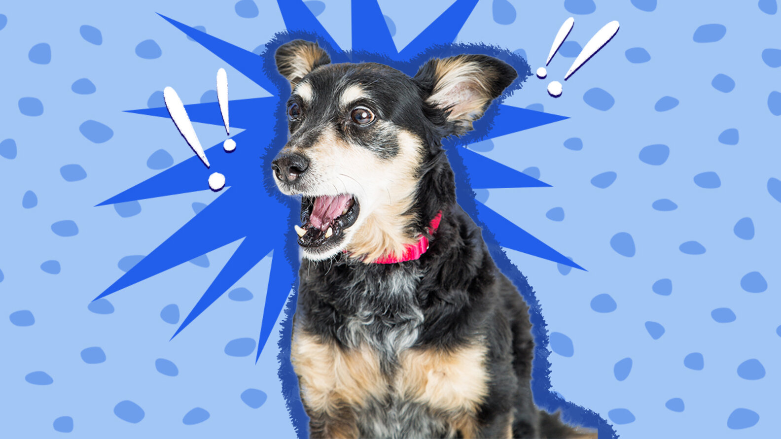 Help! My Dog Is Scared Of Me! DodoWell The Dodo