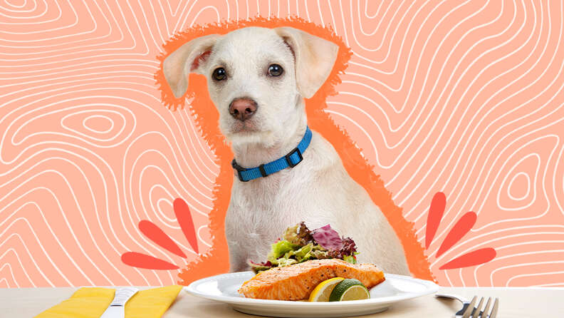 Can Dogs Eat Salmon Safely The Experts Weighs In DodoWell The Dodo