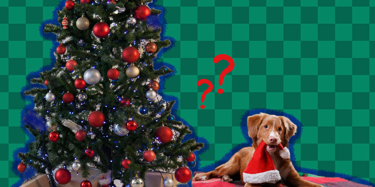 are christmas trees poisonous to cats and dogs