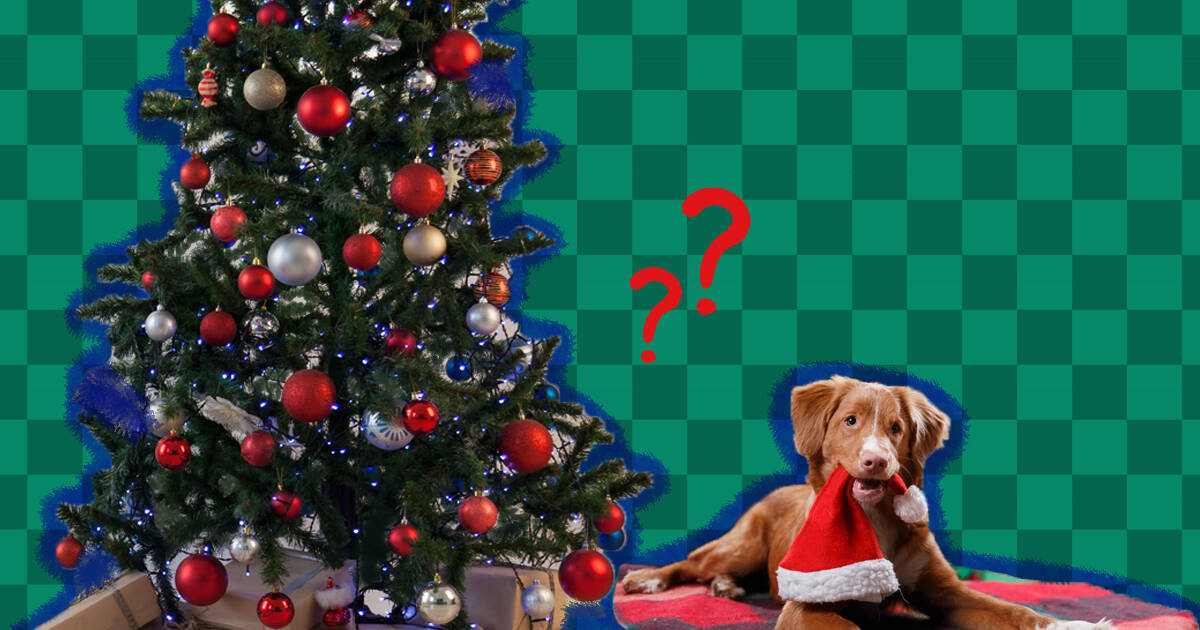 are flocked christmas trees safe for dogs