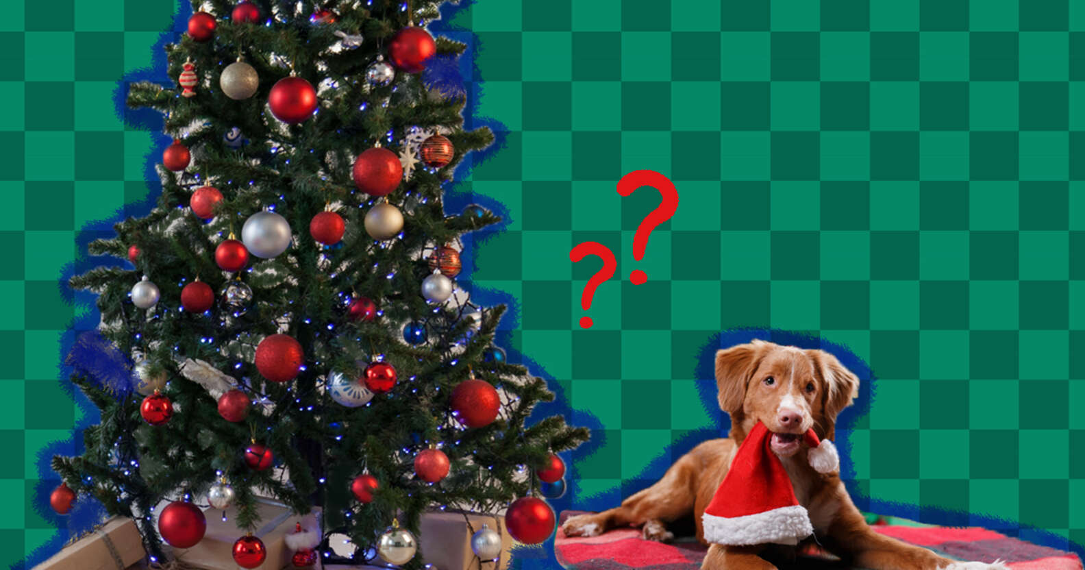 are-christmas-trees-toxic-to-dogs-what-to-know-from-a-veterinarian