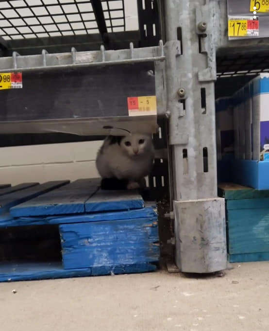 Stray kitten found at Walmart