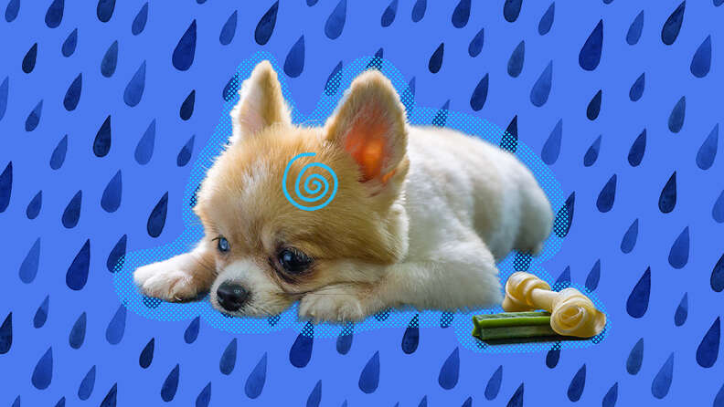 can chihuahua be depressed? 2