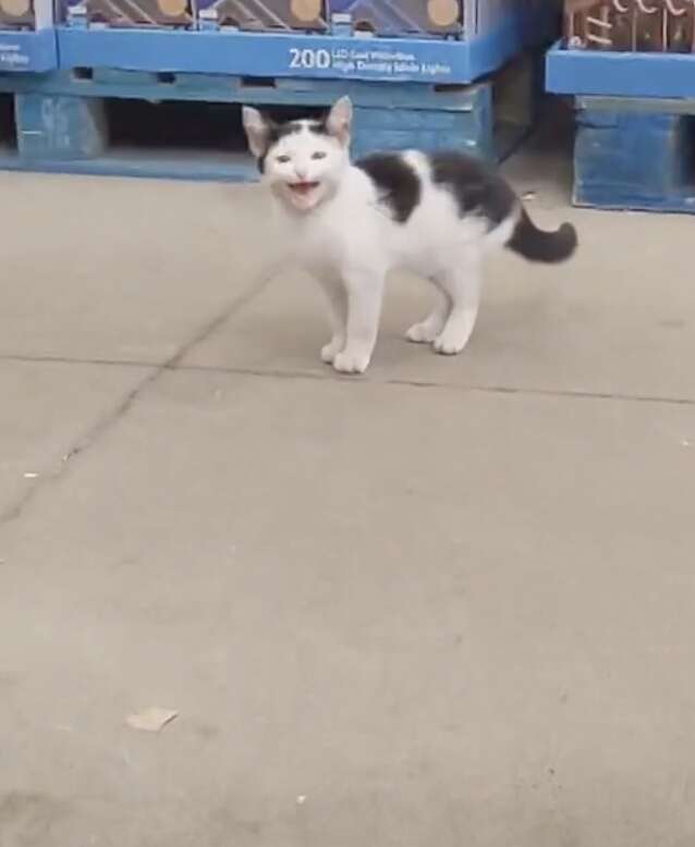 Woman finds abandoned kitten in Walmart