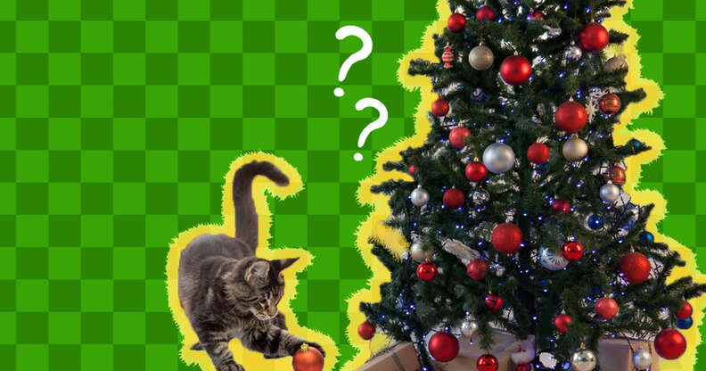 Cat Meme Do You Know That I Got For Fat I Got Fat Christmas T