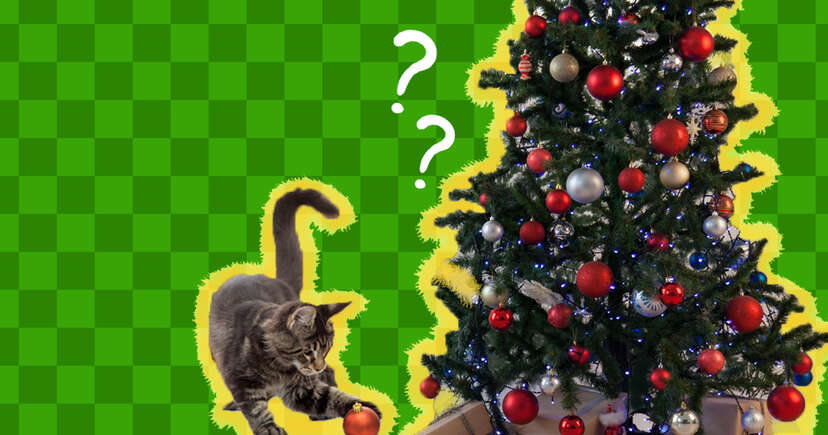 Cats and 2024 live christmas trees