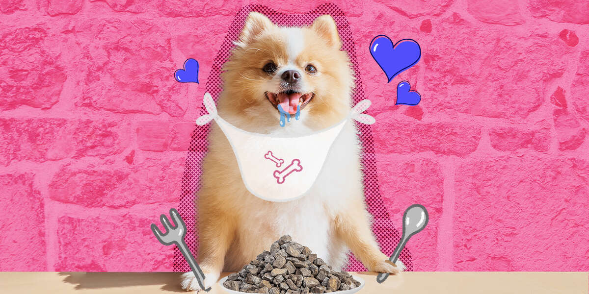 Why Do Dogs Eat Rocks? DodoWell The Dodo