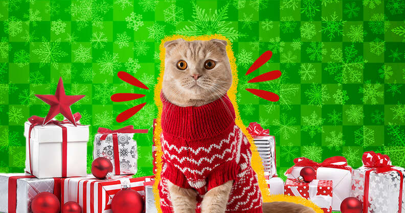 15 Cat Christmas Gifts That Should Be Under Your Tree DodoWell