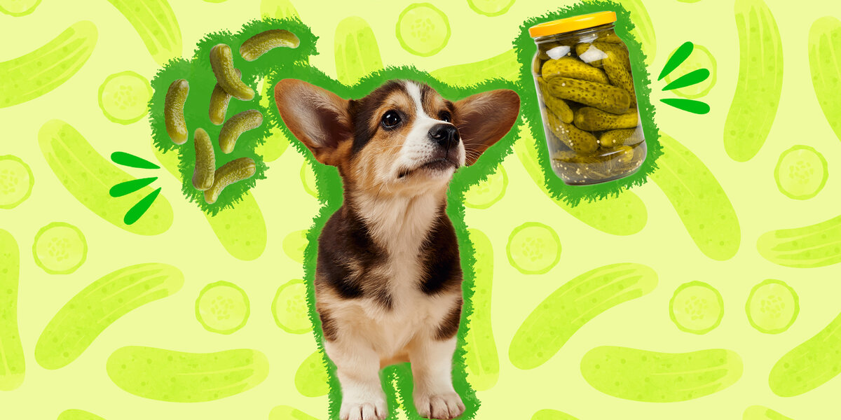 Are pickles 2025 safe for dogs