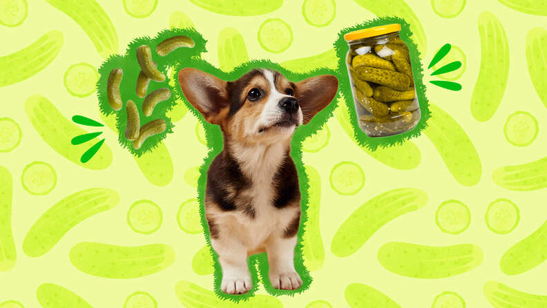 Can you 2025 give dogs pickles