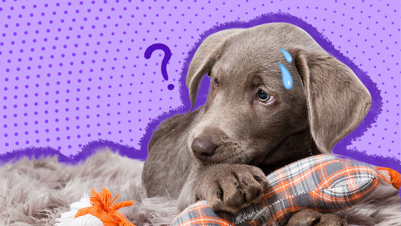 how do you treat separation anxiety in dogs