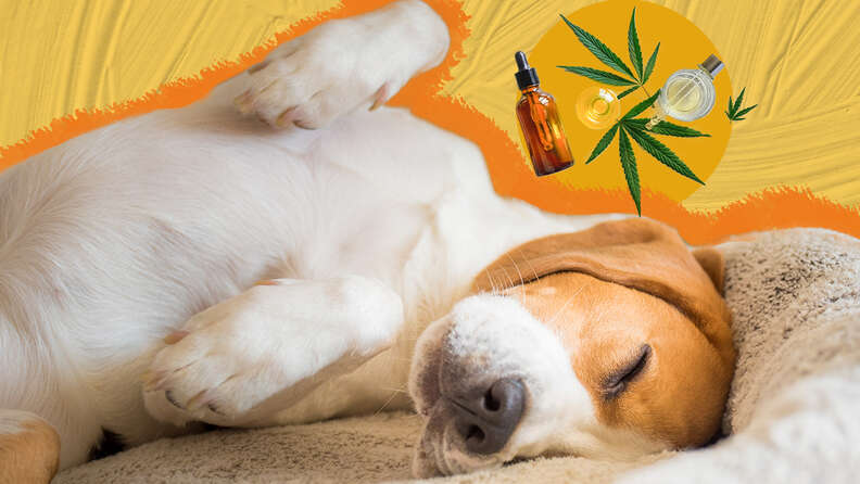 is there cbd for dogs