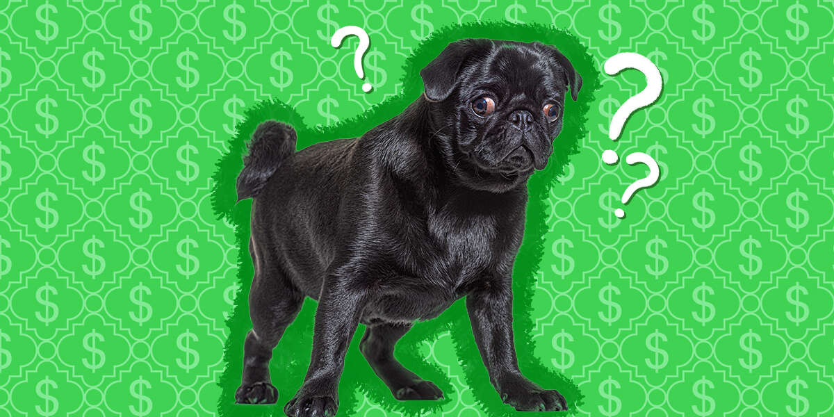 how-much-does-a-dog-cost-per-year-dodowell-the-dodo