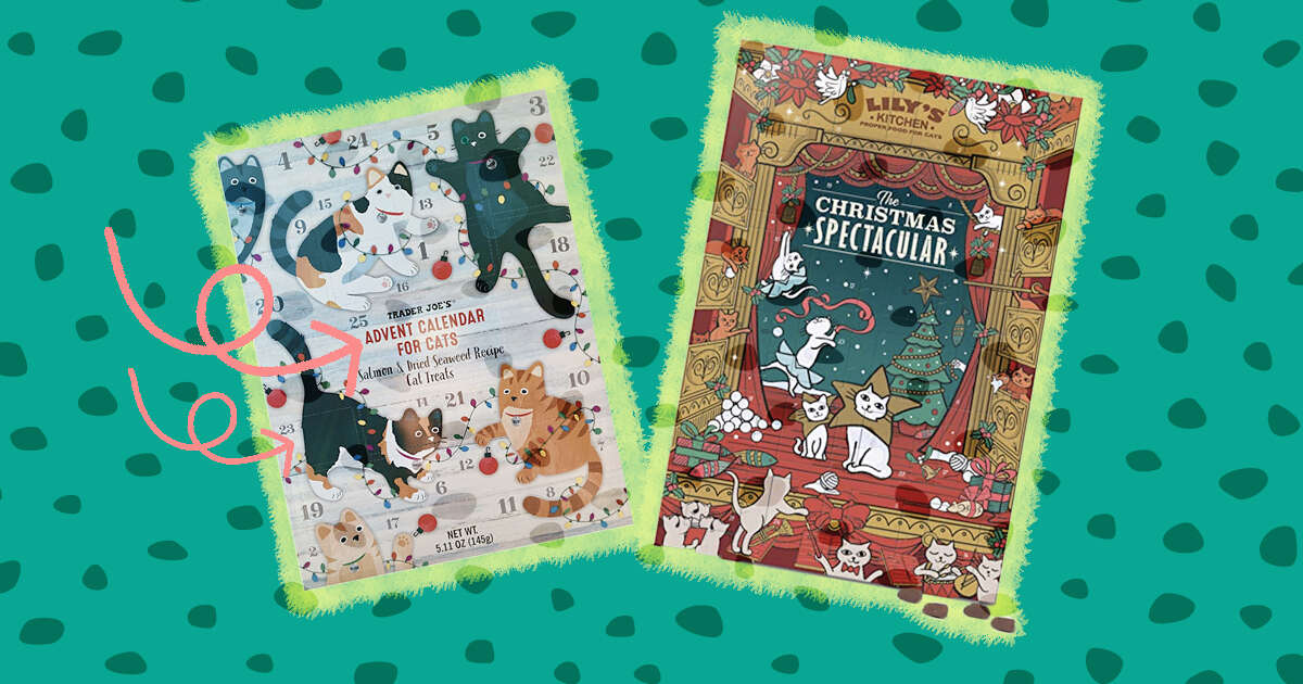 Cat Advent Calendar: 12 Picks To Get Your Cat Excited About The Holiday  Season - DodoWell - The Dodo