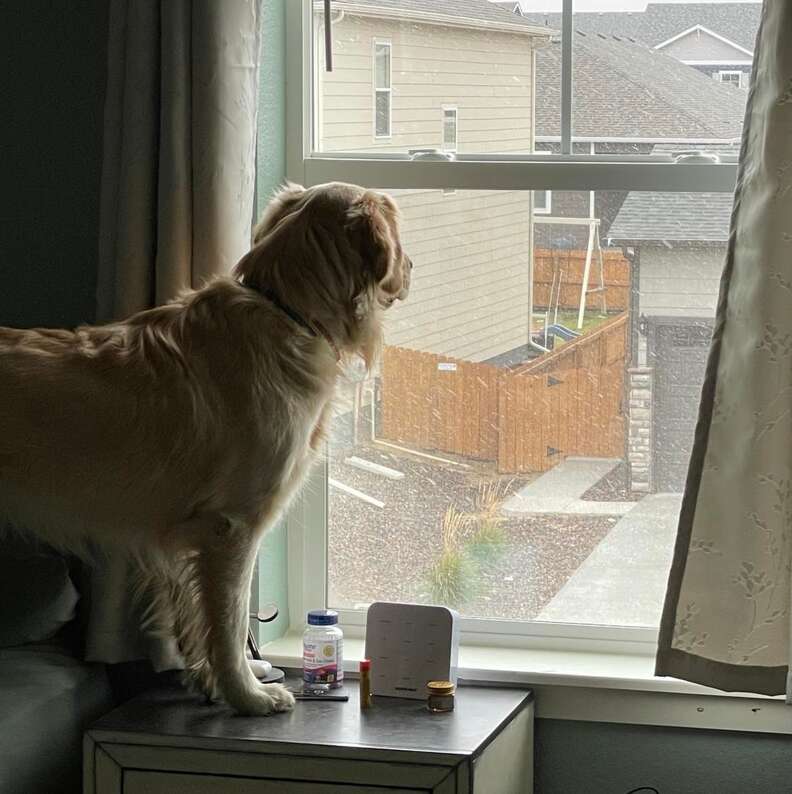 Cachorro vê neve pela primeira vez