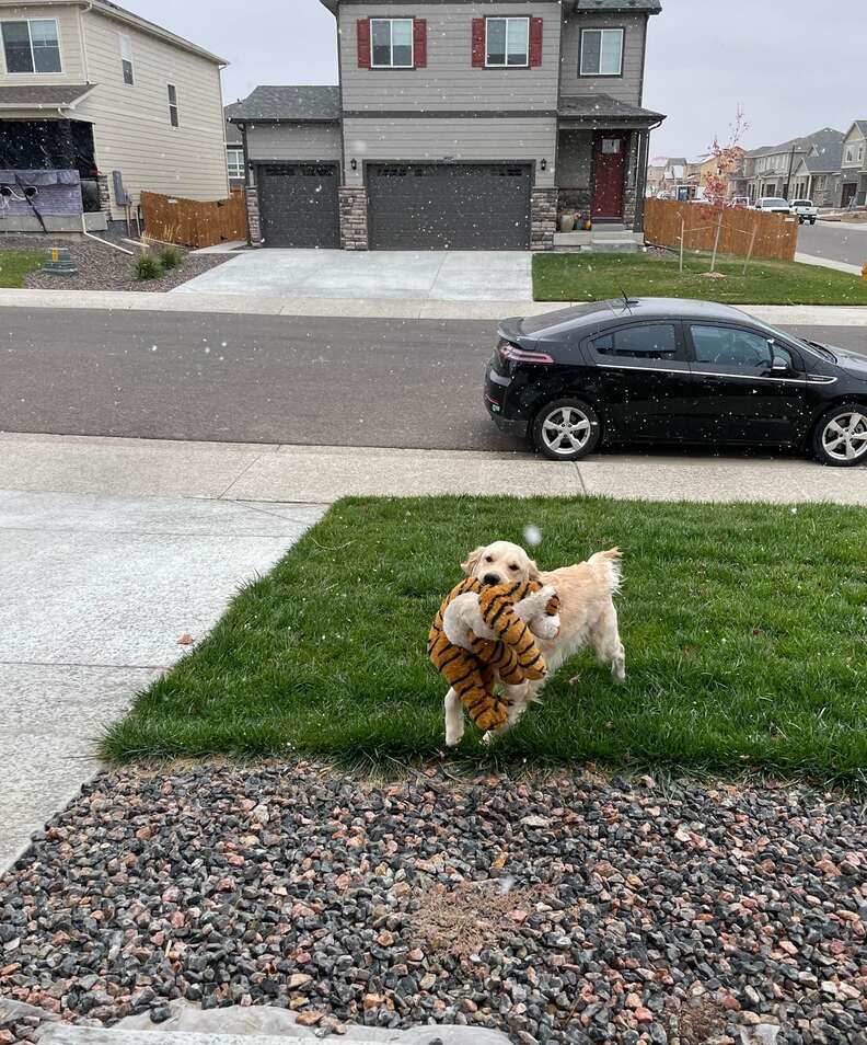 Dog brings stuffed tiger to see snow