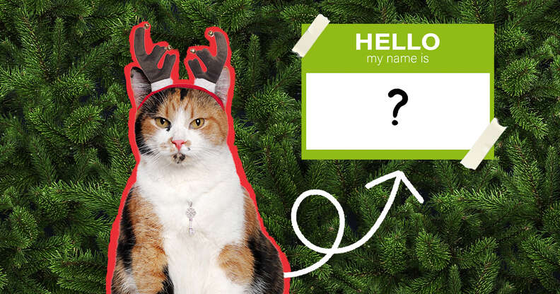 cat wearing antlers and name tag