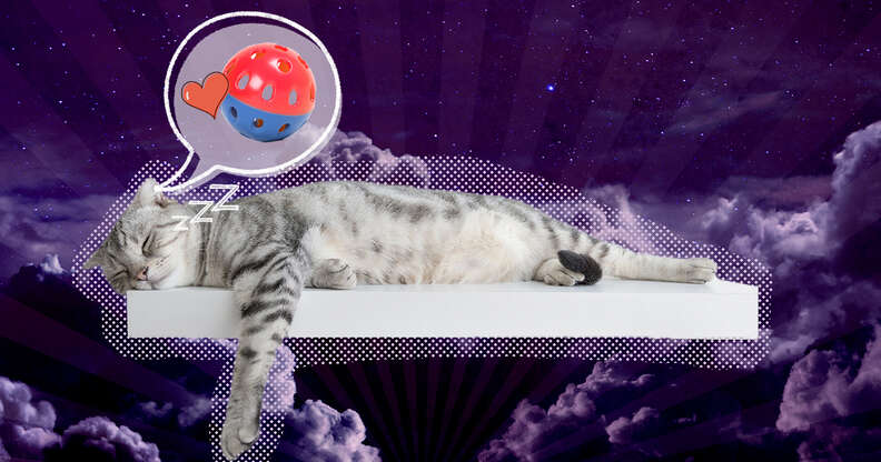 Dreaming Cat