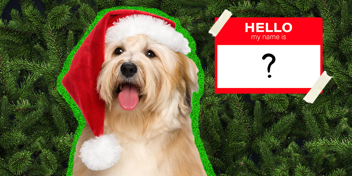 150+ Christmas Dog Names That Are Festive And Fun DodoWell The Dodo Christmas Dogs Names