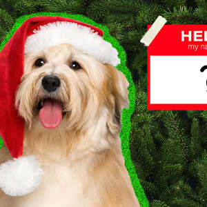 dog wearing santa hat and name tag