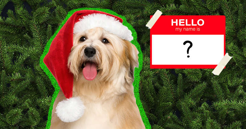 dog wearing santa hat and name tag
