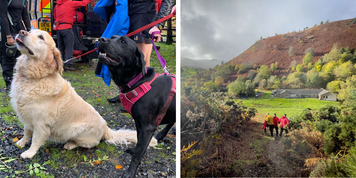 Dogs Team Up To Save Owner After He Collapses On Mountain Trail - The Dodo