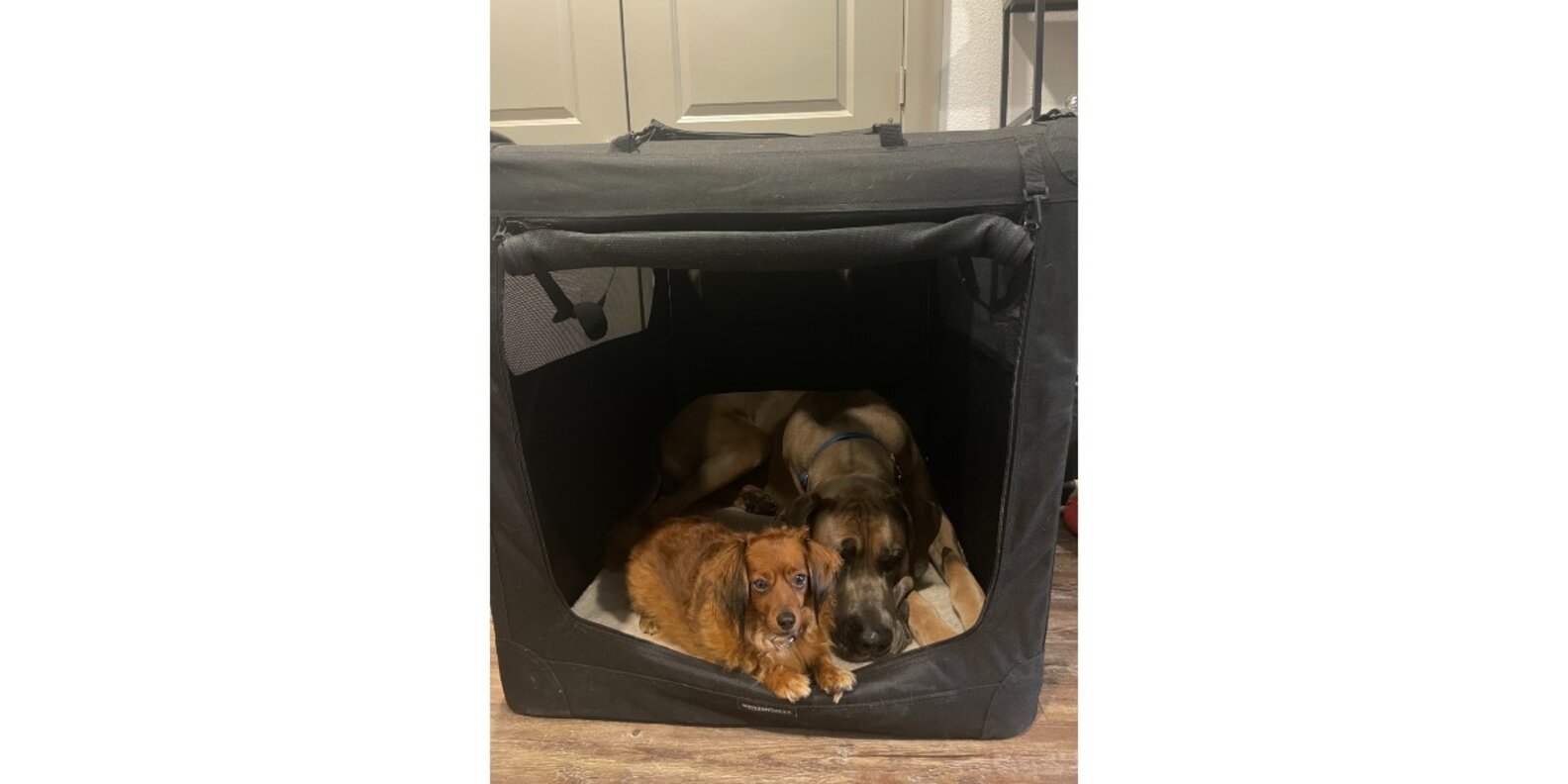 Amazon Basics Folding Portable Soft Pet Crate Reviews: Does It Work ...