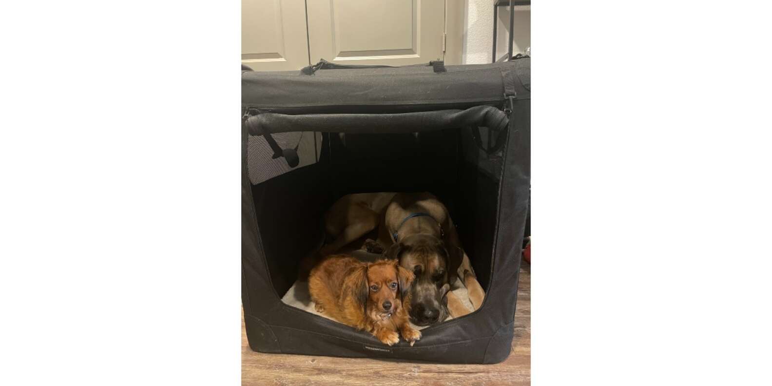 Amazon Basics Folding Portable Soft Pet Crate Reviews: Does It Work ...