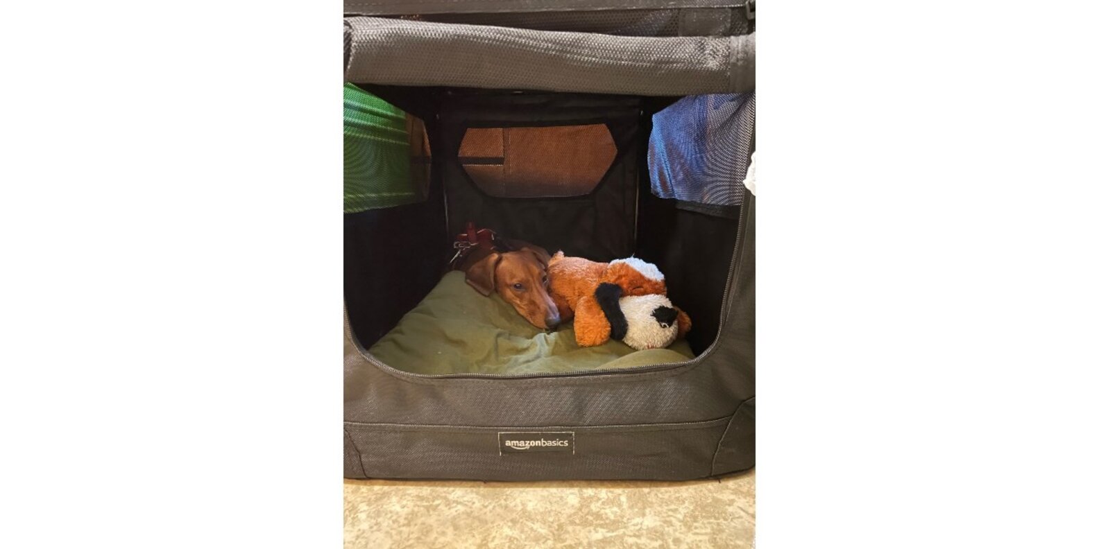 Amazon Basics Folding Portable Soft Pet Crate Reviews Does It Work