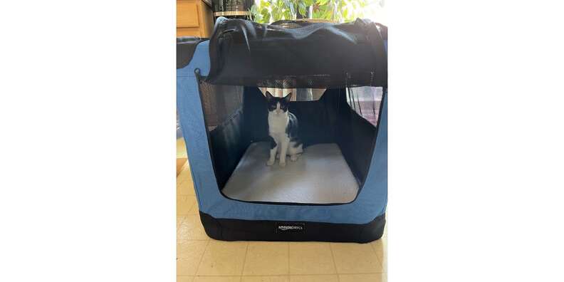 Amazon Basics Folding Portable Soft Pet Crate Reviews Does It