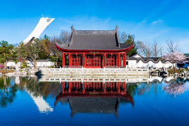 beautiful view of a pond and a traditional chinese pavilion within a botanical garden, with an Olympic stadium tower in the background