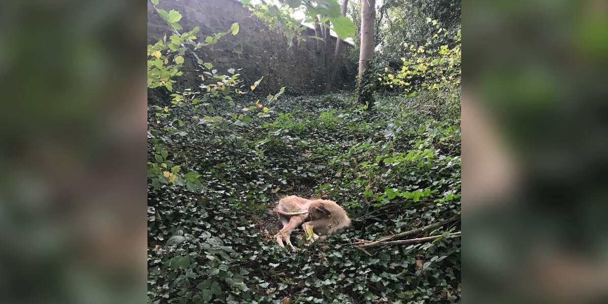 Dog Abandoned In Middle Of Woods So Happy To Be Rescued - The Dodo