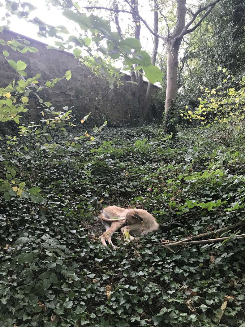 dog abandoned in woods