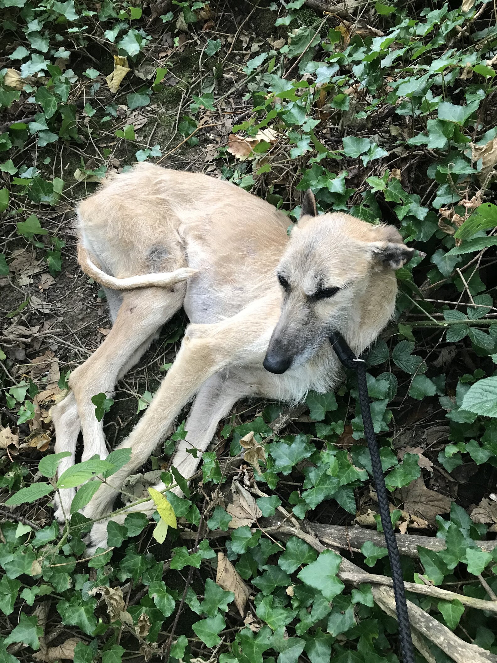 Dog Abandoned In Middle Of Woods So Happy To Be Rescued - The Dodo
