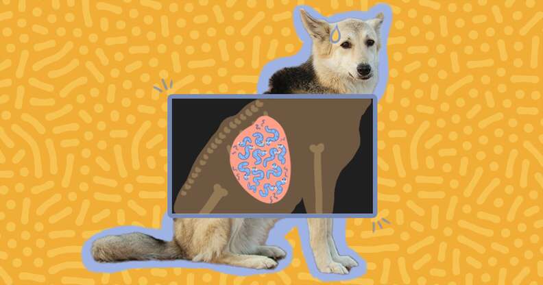Intestinal parasites deals in dogs cure