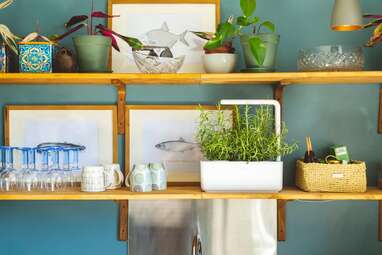 An Indoor Herb Garden